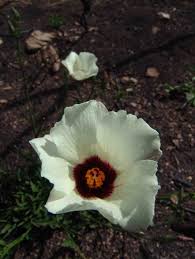 Image result for Hibiscus pusillus