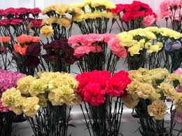 El día de san valentín conmemora el fallecimiento del sacerdote católico san valentín en el año 270 d.c. Vt Sm13dixjrqm