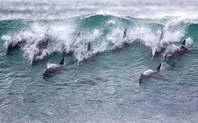 A Pod Of Dolphins Surf A Wave In Jeffreys Bay South Africa