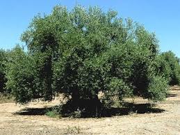 Algerie Premier Salon National De L Huile D Olive Et De L Olivier A Beni Amrane Algerie Pyrenees De Toulouse A Tamanrasset