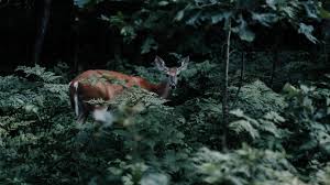 Wilmer Ray Adkison Obituary