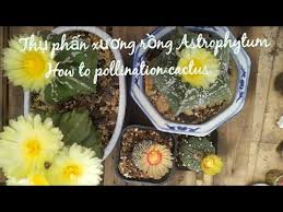 Mammillaria matudae (this plant comes in a 3.5 inch pot. Gymnocalycium Cristata Cactus Babies Youtube