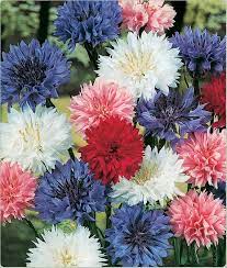Star Spangled Cornflower Clash Cyanus Etsy In 2021 Flower Seeds Bachelor Button Flowers Bachelor Buttons