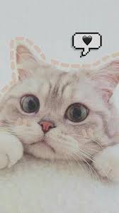 Kumpulan gambar kucing lucu imut gemes bisa kamu jadikan wallpaper hp. Foto Kucing Lucu Aesthetic