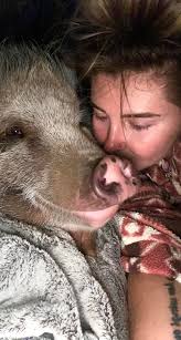 Learning about a pet's temperament and preferences