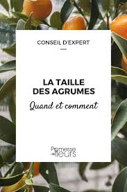 Tailler Les Agrumes Quand Et Comment Nos Conseils