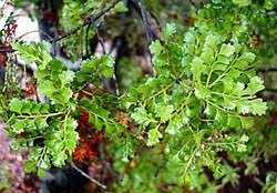 Image result for Phyllocladus