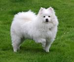 American Eskimo Dog - Wikipedia