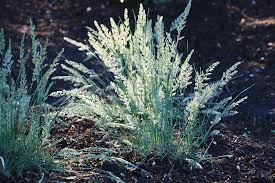 Image result for Koeleria