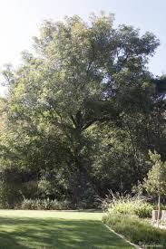 Image result for Ekebergia