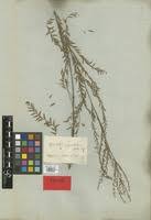 Image result for Phyllanthus virgulatus