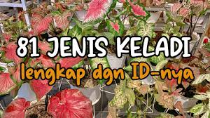 Jun 27, 2021 · ia bahkan dihadiahi buket bunga raksasa dan cincin berlian. 81 Jenis Keladi Dan Namanya 81 Types Of Caladium And Its Names Youtube