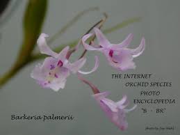 Image result for Brachycorythis buchananii