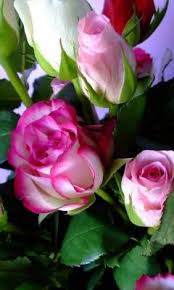 240x400 الورود ورق جدران باقة البراعم ومختلفة وأوراق Beautiful Flowers Flowers Beautiful Flowers Wallpapers