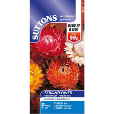 Strawflower Seeds Forever Mix Suttons