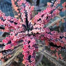 Image result for Kalanchoe