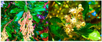 Image result for Brachylaena discolor