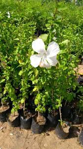 For hibiscus planted in the ground in very warm climates where winter freezing is seldom a problem, pruning can be done in the late fall. Full Sun Exposure Natural White Hibiscus Flower Plant For Garden Rs 40 Piece Id 16597700073