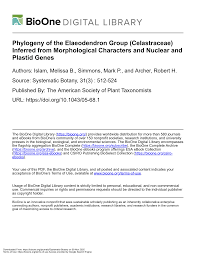 Image result for Elaeodendron matabelicum