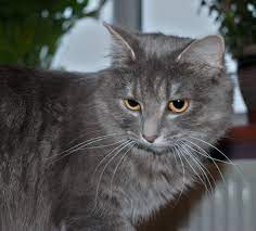 20 Most Popular Long Haired Cat Breeds Samoreals Cats Russian Blue Cat Long Hair Cat Breeds