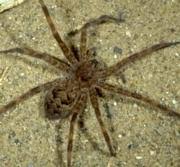 Urban Spider Chart Entomology