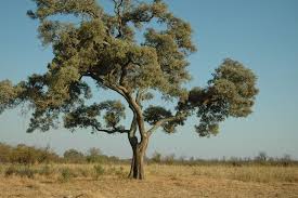 Image result for Philenoptera