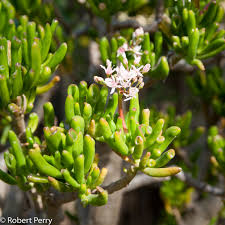 A jade plant, with its thick, green leaves and stems, loves bright light and crassula ovata (jade plant) is a popular succulent shrub or small tree with shiny green leaves often edged with red. Jade Plant Cvs Inland Valley Garden Planner