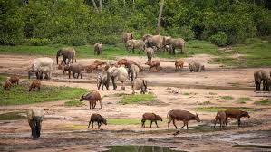 Image result for Zanha africana