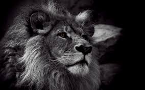Black And White Angry Lion Face Wallpaper 2560x1600 Angry Roaring Lion Hd Lion Wallpaper Black And White Lion Lion Photography