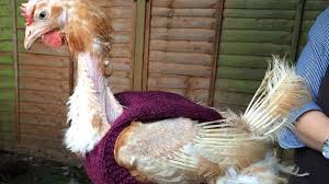 Maybe you would like to learn more about one of these? Rescued Battery Hens Get Knitted Jumpers Bbc News