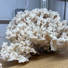 Image result for Microcoelia corallina