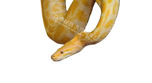 Moments In Time Yellow And White Snake Digital Animal Overlay Etsy Snake In This Moment Animal Makeup