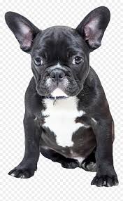 The essential characteristics of the american bulldog are those which enable it to work as a hog and. Black French Bulldog Png Clipart French Bulldog American Bulldog Transparent Png Vhv
