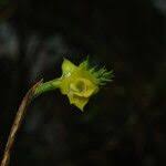 Image result for Polystachya bennettiana