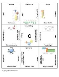 Biochemistry Tests For Food Macromolecules Lipid Macromolecule 9 Square Biology Review Or Vocabulary Practice Macromolecules Biology Review Vocabulary Practice