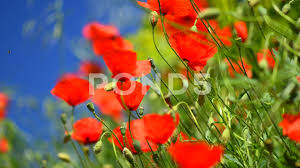 Poppy Flowers Nature Spring Background Blooming Poppies Stock Footage Nature Spring Poppy Flowers Flowers Nature Poppy Flower Spring Background