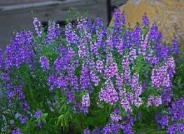 Angelonia Serena Superstar Plant With Showy Lavender And Lavender Pink Flowers Annual Flowers Texas Native Plants Showy Flowers