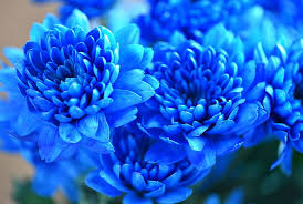 We did not find results for: Blue Flowers Focus Hd Wallpapers Free Download Wallpaperbetter