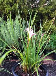 Image result for Zephyranthes candida