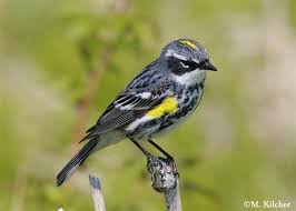 Small Bird With Yellow Stripe On Head Pin On Animals