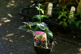 キイチゴ ラズベリー インディアンサマー Nae Ya Herbal Tree Shop ハーバルツリーショップ なえや