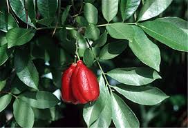 Image result for Blighia