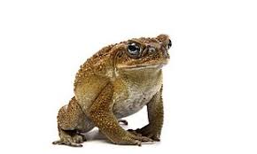 Can Licking A Toads Back Get You High Daily Mail Online