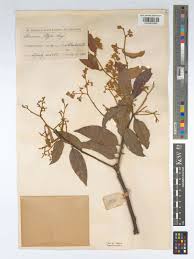 Image result for Parinari excelsa