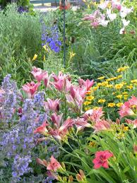 Free bonus daylily in all shipments. Garden Inspiration My Sister S Garden Flower Garden Gardening Zones Flowers Perennials