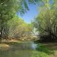 Desert Sage Herbs - Plant Walk: Gilbert Riparian Preserve