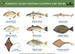 Commonly Caught Southern California Surf Species