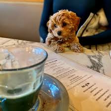 Puppies for sale from oppelo arkansas. Breeder Of Cavapoo And Cavapoochon Puppies