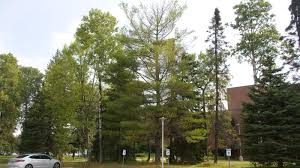 Sep 14, 2020 · while the west coast has taller trees, the eastern white pine is the biggest conifer native to eastern north america. Eastern White Pine Confederation College