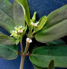 Image result for Euphorbia hypericifolia